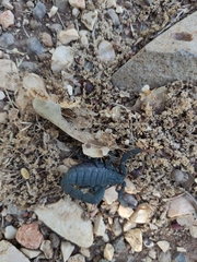 Hottentotta judaicus