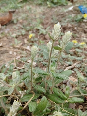 Gomphrena celosioides
