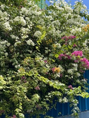 Bougainvillea