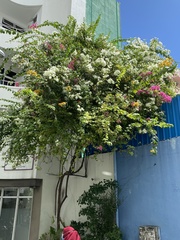Bougainvillea