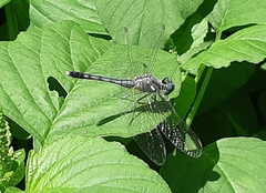 Diplacodes trivialis