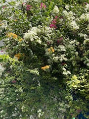 Bougainvillea