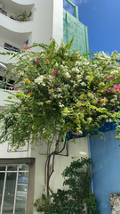 Bougainvillea