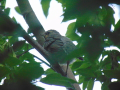 Turdus iliacus
