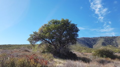 Quercus agrifolia oxyadenia
