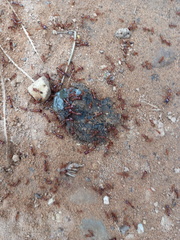 Dorylus helvolus