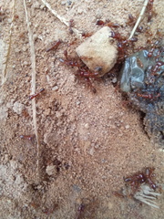Dorylus helvolus