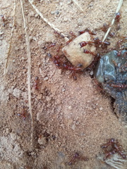 Dorylus helvolus