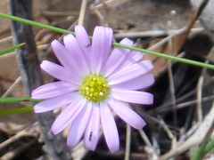 Brachyscome nova-anglica