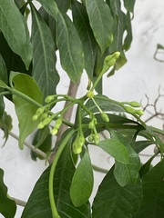 Tabernaemontana divaricata