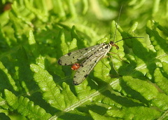 Panorpa germanica
