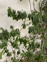 Tabernaemontana divaricata