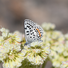 Euphilotes columbiae