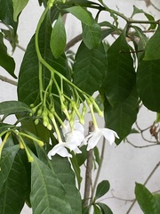 Tabernaemontana divaricata