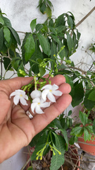 Tabernaemontana divaricata