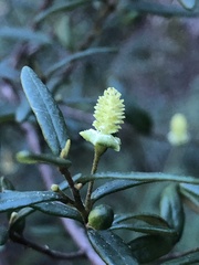 Bertya pomaderroides