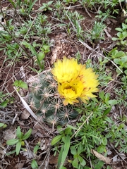 Coryphantha cornifera