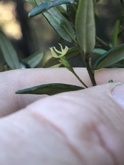 Bertya pomaderroides