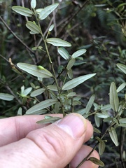 Bertya pomaderroides