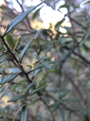 Bertya pomaderroides