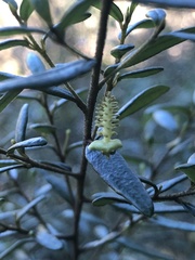 Bertya pomaderroides