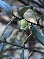 Bertya pomaderroides