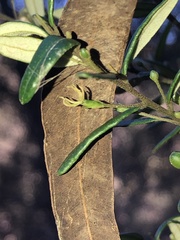 Bertya pomaderroides