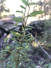 Bertya pomaderroides