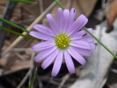 Brachyscome nova-anglica