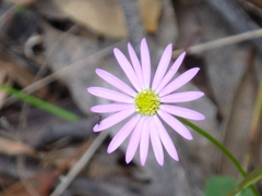 Brachyscome nova-anglica