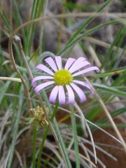 Brachyscome nova-anglica