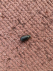 Coleoptera