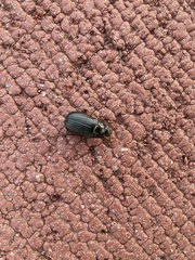 Coleoptera