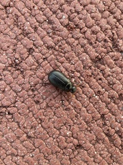 Coleoptera