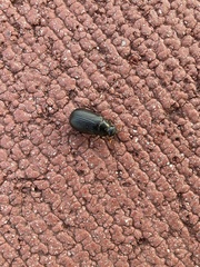 Coleoptera
