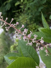 Phytolacca americana