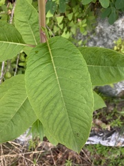 Phytolacca americana