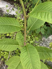 Phytolacca americana