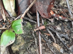 Heptodonta posticalis