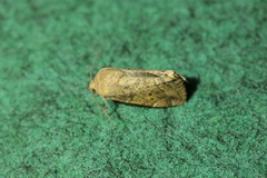 Cosmia affinis