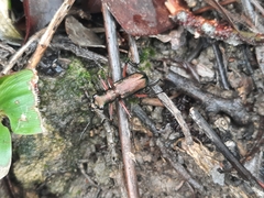 Heptodonta posticalis