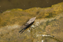 Laccotrephes japonensis