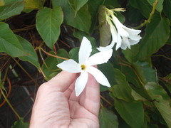 Mandevilla laxa
