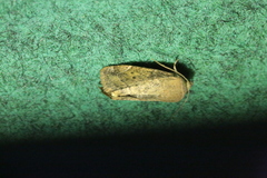 Cosmia affinis