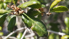 Quercus agrifolia oxyadenia