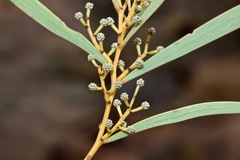 Acacia hakeoides