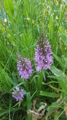 Dactylorhiza praetermissa
