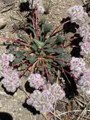 Calyptridium monospermum