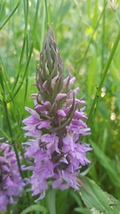 Dactylorhiza praetermissa