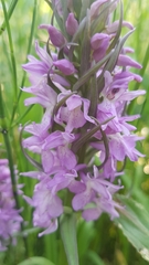 Dactylorhiza praetermissa
